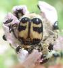 Trichius sp.